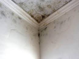 Professional Mold Removal & Remediation in East Newark, NJ