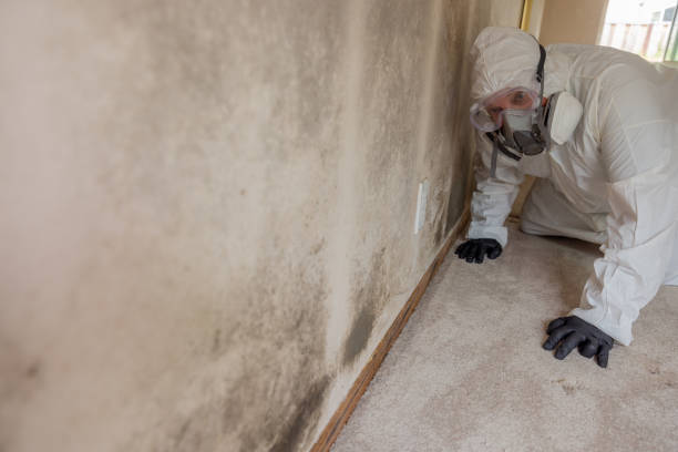 Best Water Damage & Mold Remediation  in East Newark, NJ