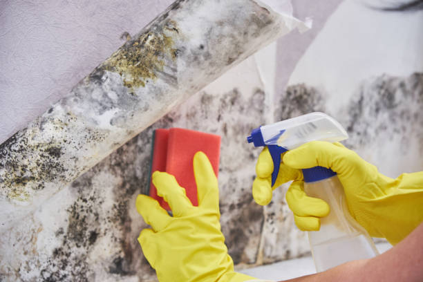 Best Mold Removal for HVAC Installations  in East Newark, NJ